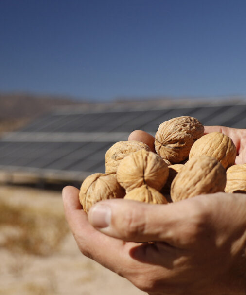 nueces solares